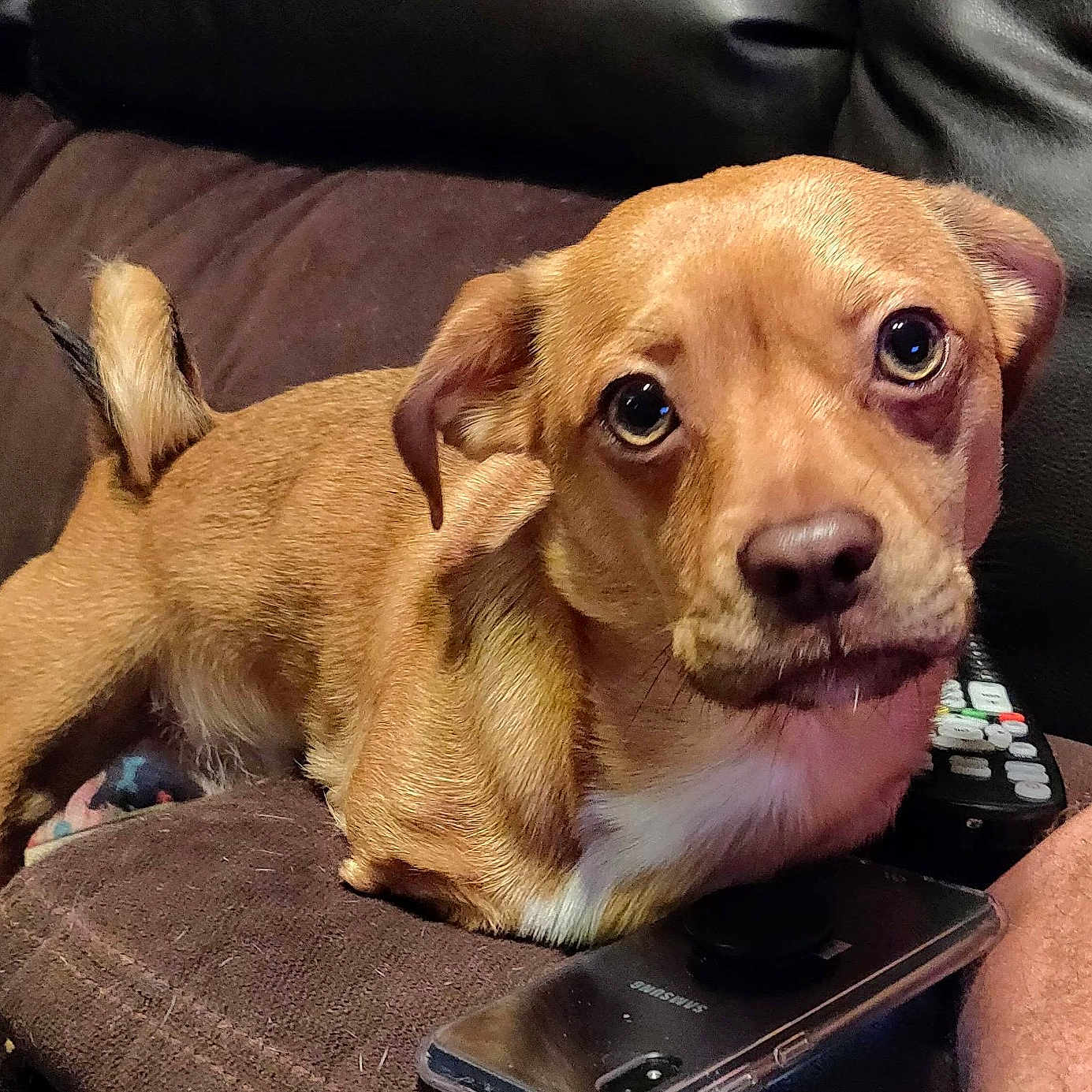 Jasper joined the competition — help win amazing prizes! animal_portrait, brown_couch, close_up, companion, curious_expression, curled_tail, cute, dog, domestic_animal, furniture, household, indoor, living_room, looking_up, pet, remote_control, resting, small_dog, smartphone, tan_fur