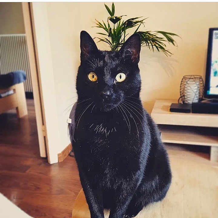 Minou participe au concours pour gagner de l'argent avec cette photo : animal, blackcat, cat, computerhardware, electronics, furniture, hardware, hardwood, jar, manx, monitor, pet, plant, planter, pottedplant, pottery, screen, stainedwood, vase, wood