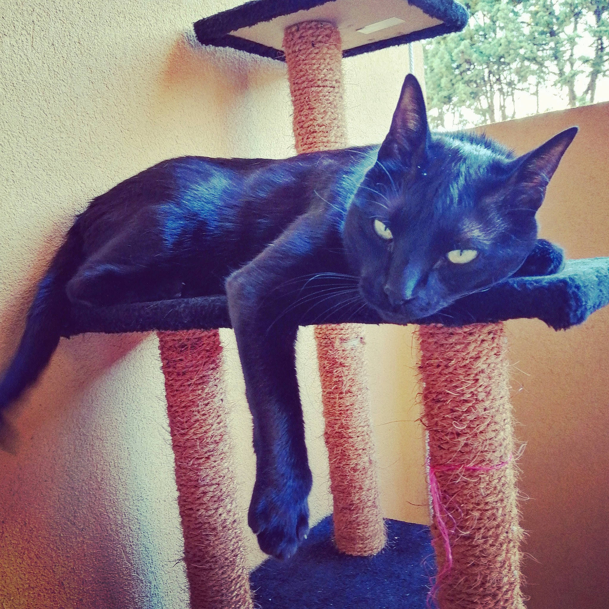 Minou a rejoint le concours — aidez-le/la à gagner de superbes lots ! black_cat, carnivore, cat, cat_supply, chair, comfort, domestic_short_haired_cat, electric_blue, felidae, fur, grey, light, pattern, purple, russian_blue, small_to_medium_sized_cats, snout, square, tail, whiskers