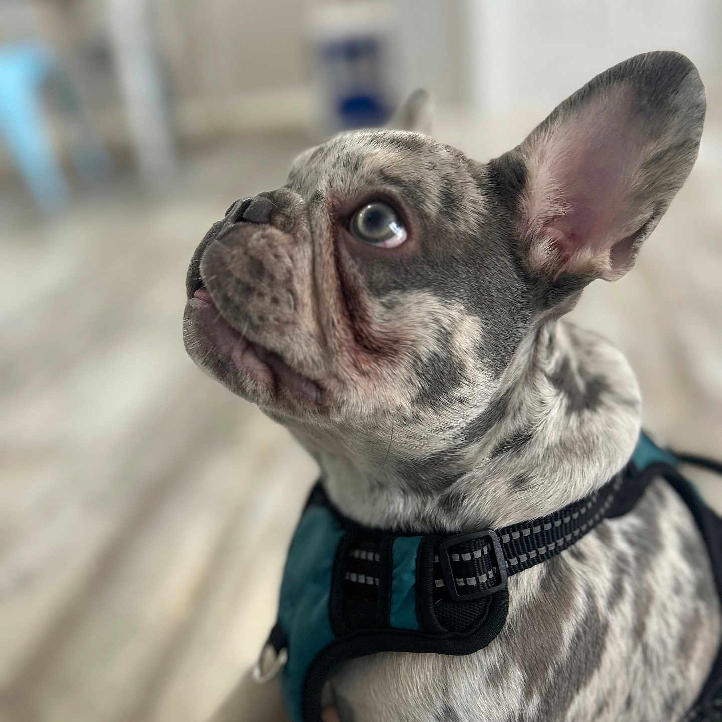Baxter is registered to the contest to win money with this photo: accessories, animal, boxer, bulldog, canine, collar, dog, frenchbulldog, harness, hound, leash, pet, pitbull, puppy, strap, whitedog