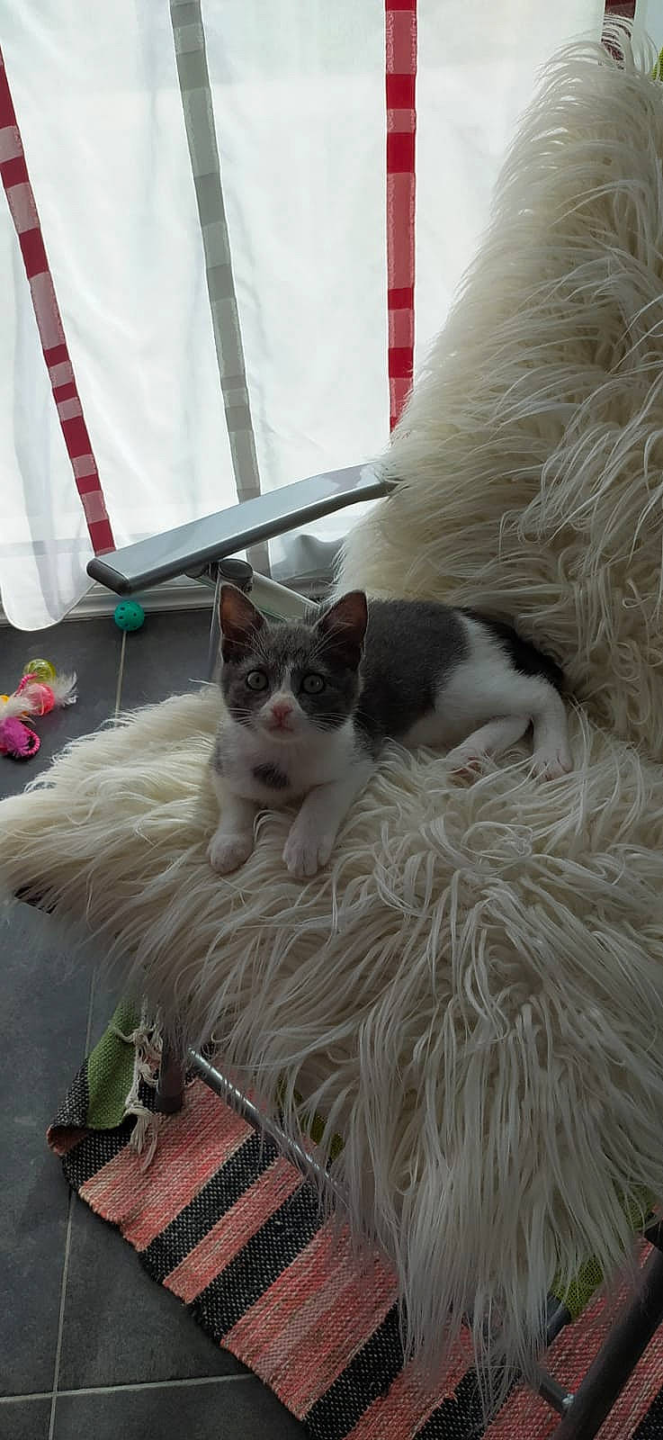 Nala participe au concours pour gagner de l'argent avec cette photo : carnivore, cat, comfort, domestic_short_haired_cat, fawn, felidae, fur, grey, linens, small_to_medium_sized_cats, snout, tail, whiskers