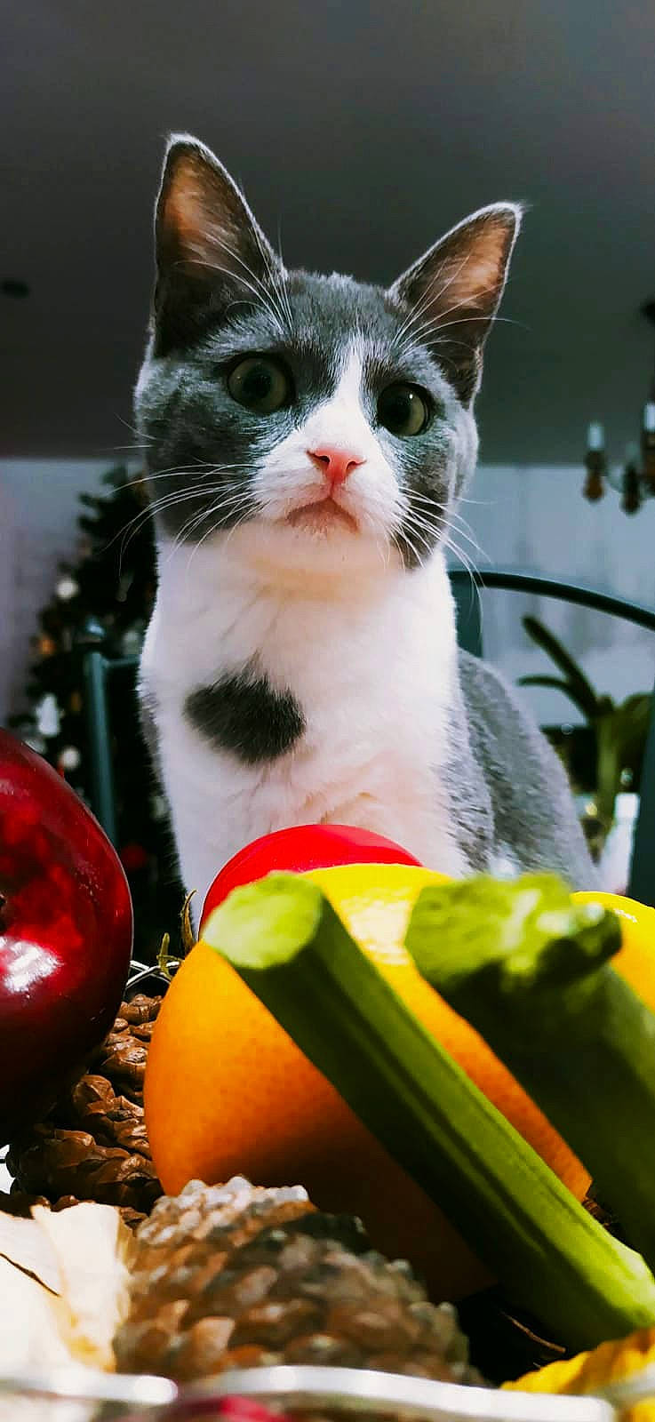 Nala a rejoint le concours — aidez-le/la à gagner de superbes lots ! banana, banana_family, carnivore, cat, domestic_short_haired_cat, event, felidae, fur, grass, happy, holiday, ornament, paw, plant, small_to_medium_sized_cats, tail, toy, tree, whiskers, window