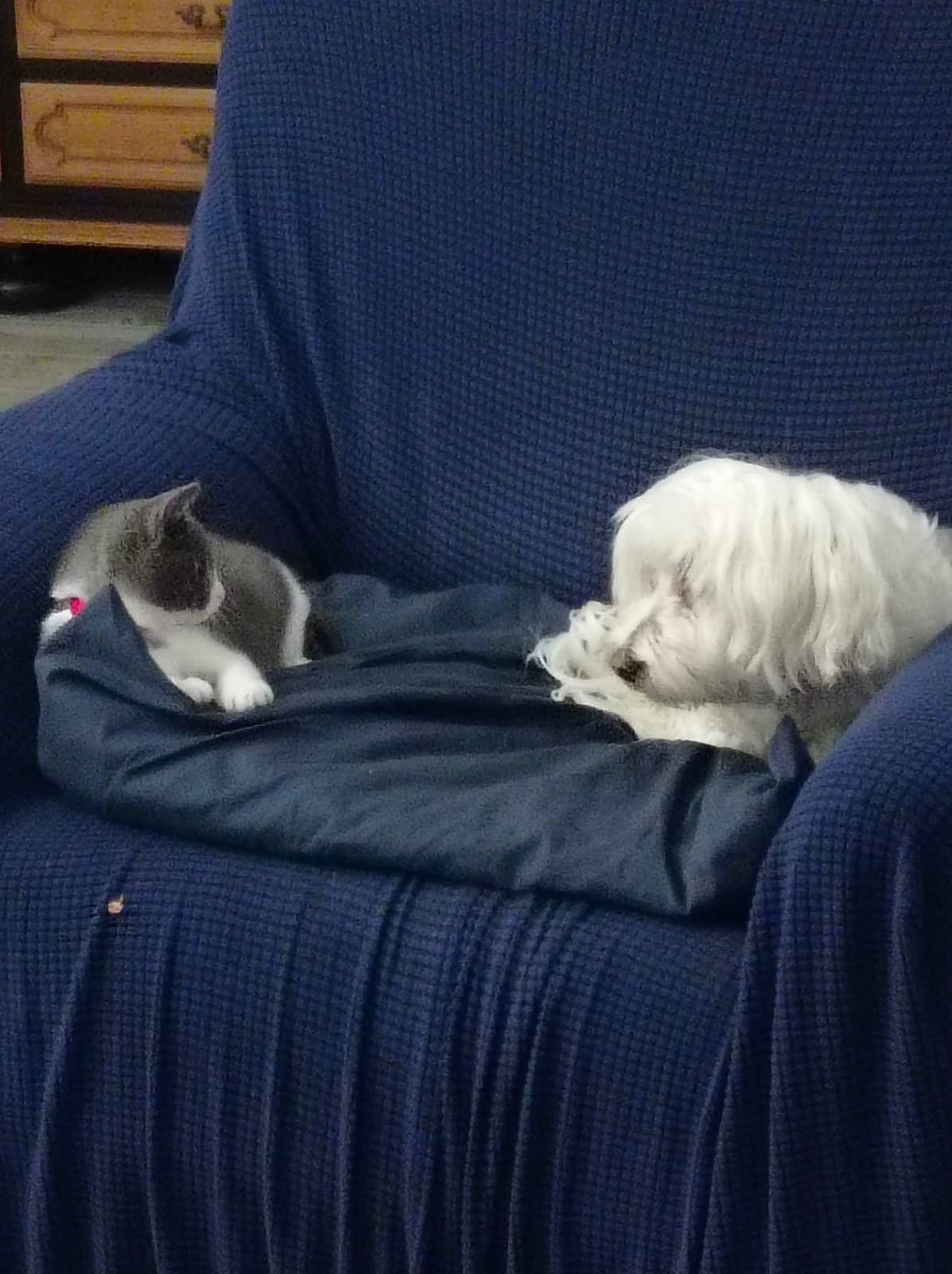 Nala a rejoint le concours — aidez-le/la à gagner de superbes lots ! carnivore, cat, comfort, companion_dog, couch, dog, dog_breed, fawn, felidae, fur, grey, linens, sitting, small_to_medium_sized_cats, snout, sporting_group, tail, toy_dog, vertebrate, whiskers