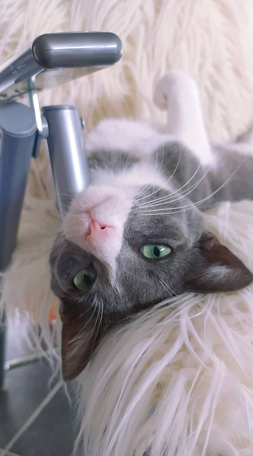 Nala a rejoint le concours — aidez-le/la à gagner de superbes lots ! carnivore, cat, claw, comfort, domestic_short_haired_cat, ear, felidae, fur, paw, small_to_medium_sized_cats, snout, tail, whiskers