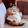 cat, calico, fluffy, couch, indoor, relaxed, feline, pet, animal, cozy, cushion, blanket, fur, resting, looking, domestic, comfortable, home, cute, tail