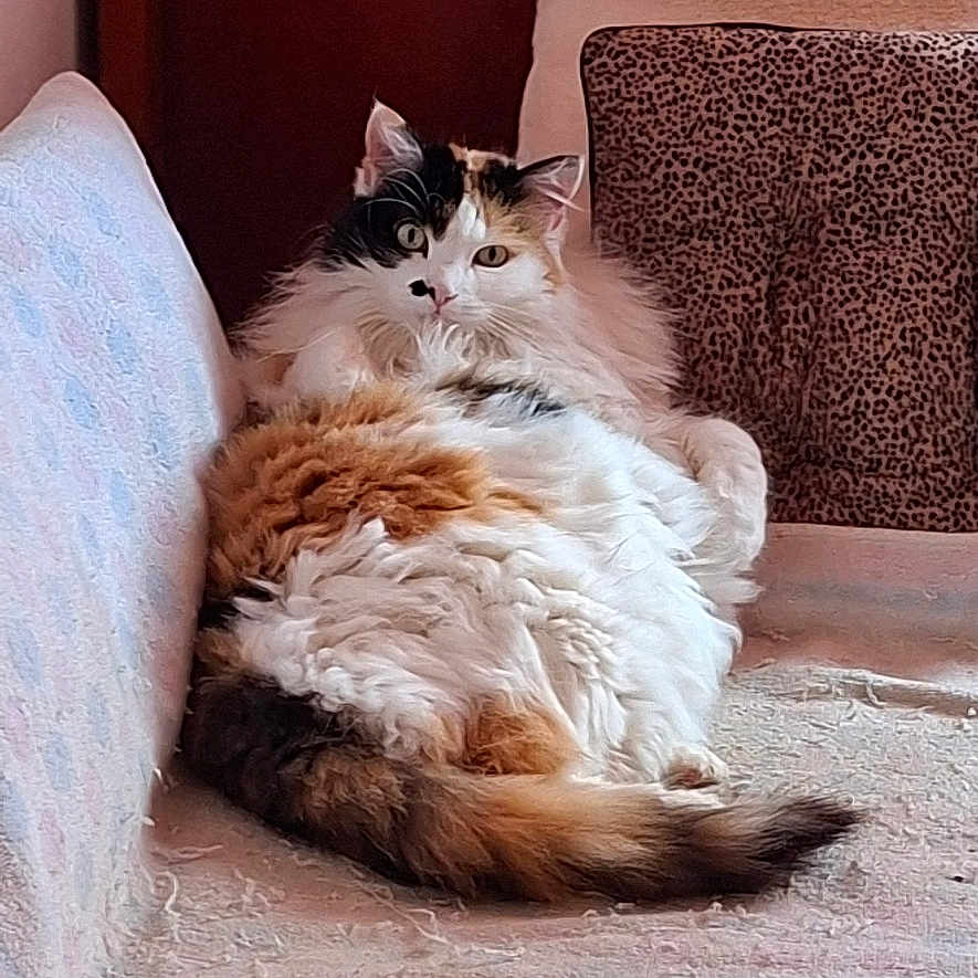 Gala