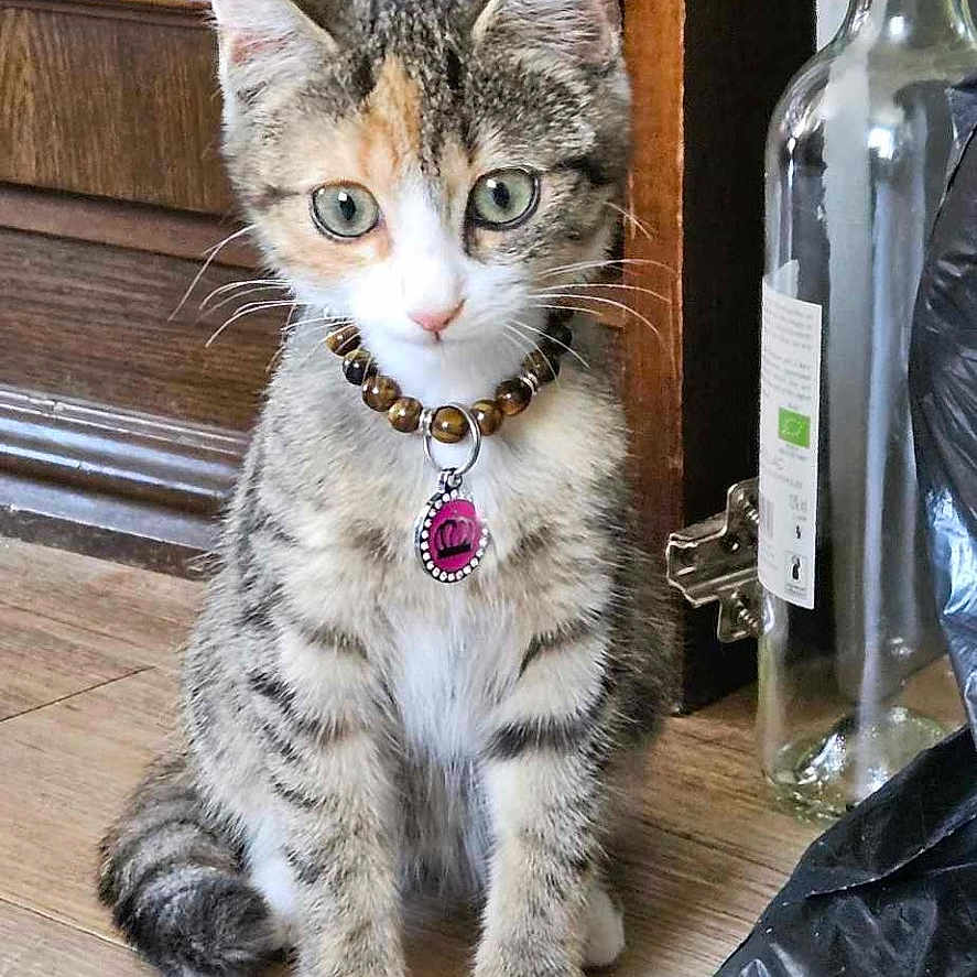 Le Chat a rejoint le concours — aidez-le/la à gagner de superbes lots ! abyssinian, accessories, alcohol, animal, bag, beverage, cat, egyptiancat, hardwood, jewelry, kitten, liquor, manx, necklace, pendant, pet, plywood, stainedwood, strap, wood