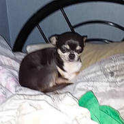 Tchipi a rejoint le concours — aidez-le/la à gagner de superbes lots ! animal, bed, black, blanket, blur, brown, chihuahua, cozy, dog, domestic_animal, fur, furniture, household, indoor, pet, pillow, resting, sleeping, small_dog, white