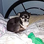 animal, bed, black, blanket, blur, brown, chihuahua, cozy, dog, domestic_animal, fur, furniture, household, indoor, pet, pillow, resting, sleeping, small_dog, white