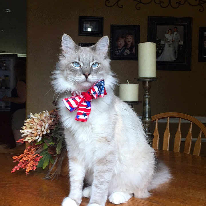 Kalvin joined the competition — help win amazing prizes! american_curl, asian, asian_semi_longhair, british_semi_longhair, carnivore, cat, domestic_long_haired_cat, felidae, fur, mammal, norwegian_forest_cat, persian, ragamuffin, ragdoll, selkirk_rex, siberian, small_to_medium_sized_cats, turkish_angora, whiskers
