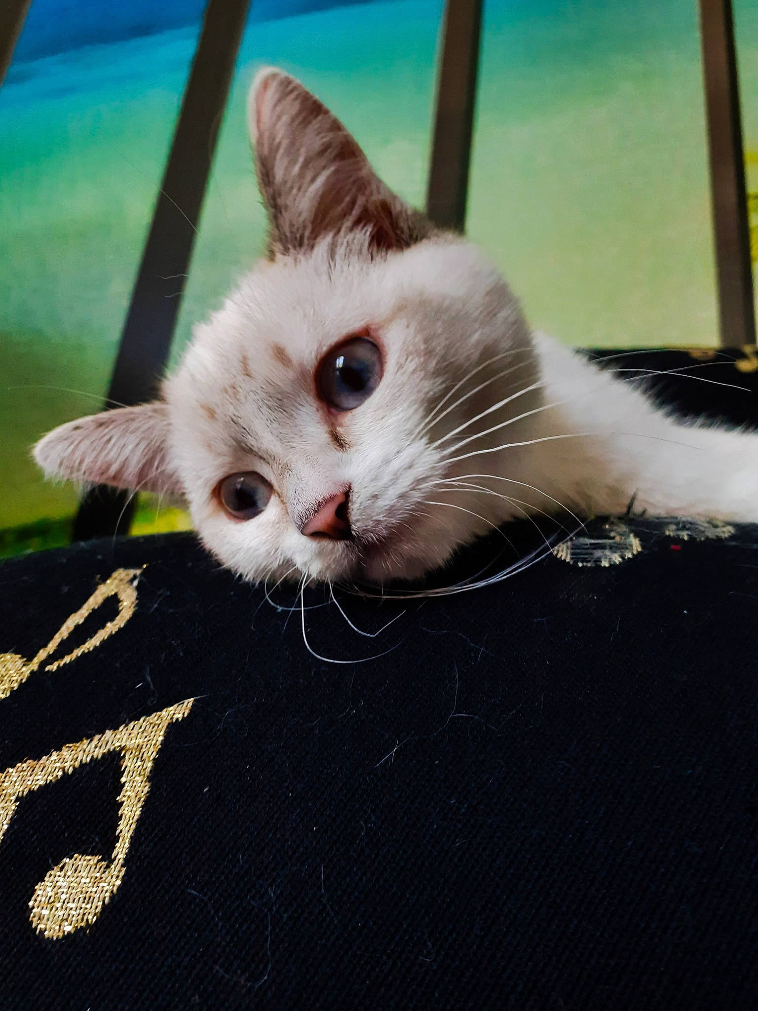 Ruby participe au concours pour gagner de l'argent avec cette photo : aegean_cat, asian, carnivore, cat, domestic_short_haired_cat, eye, felidae, fur, khao_manee, kitten, mammal, ojos_azules, paw, photo_caption, small_to_medium_sized_cats, snout, tail, turkish_van, whiskers