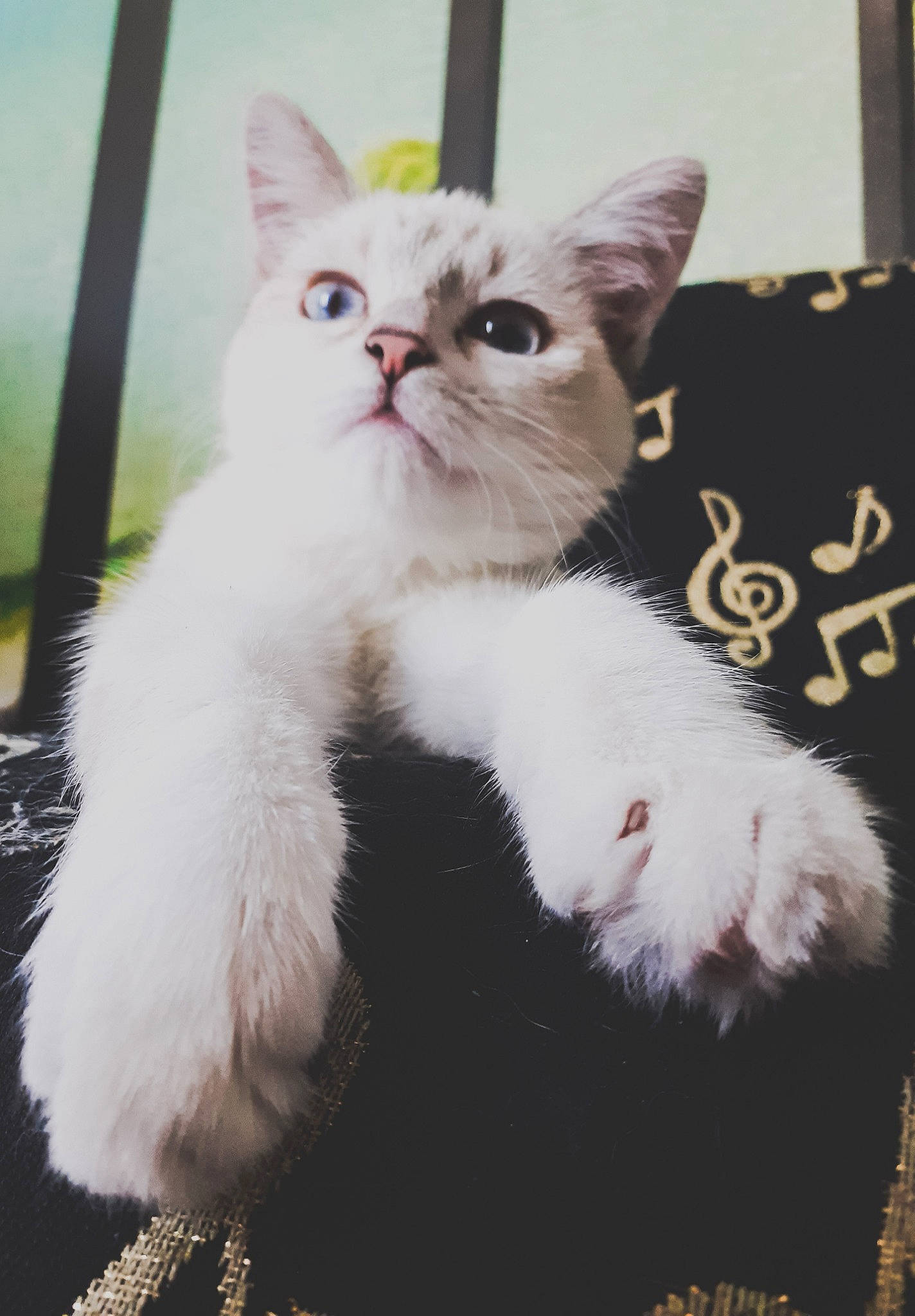 Ruby a rejoint le concours — aidez-le/la à gagner de superbes lots ! asian, british_semi_longhair, burmilla, carnivore, cat, felidae, fur, kitten, mammal, persian, ragdoll, small_to_medium_sized_cats, tail, turkish_angora, turkish_van, vertebrate, whiskers