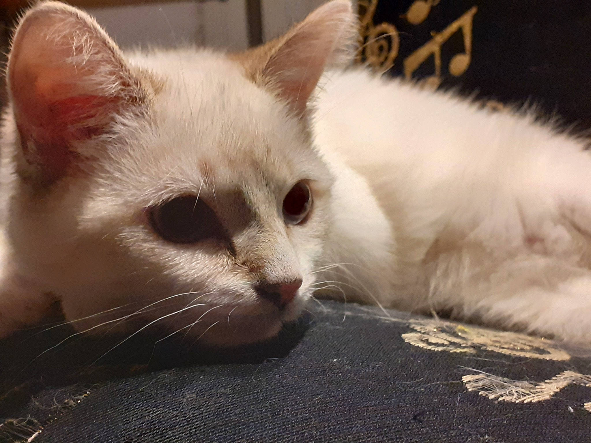 Ruby a rejoint le concours — aidez-le/la à gagner de superbes lots ! asian, burmilla, carnivore, cat, colorpoint_shorthair, domestic_short_haired_cat, ear, eye, felidae, javanese, khao_manee, kitten, mammal, nose, ragdoll, small_to_medium_sized_cats, turkish_angora, turkish_van, vertebrate, whiskers