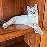 cat, feline, wooden_shelf, indoor, relaxed, pet, animal, fur, paw, blue_eyes, striped_tail, resting, cozy, home, domestic, cute, mammal, portrait, sitting, calm