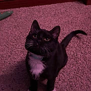 Ernie is registered to the contest to win money with this photo: cat, tuxedo_cat, black_and_white, pet, indoor, carpet, curious, sitting, whiskers, feline, animal, domestic, cute, fur, collar, tail, young_cat, looking_up, floor, playful