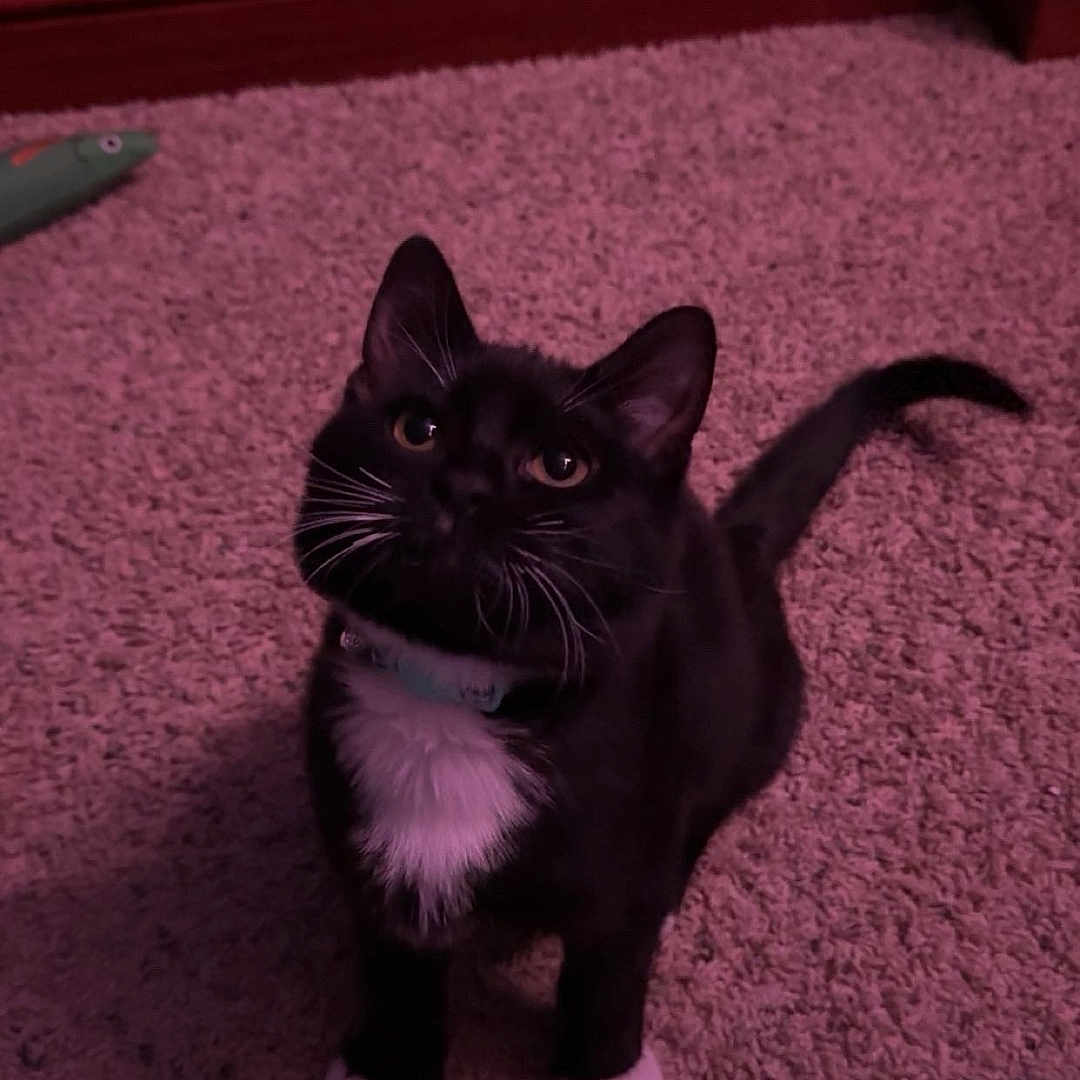 Ernie