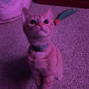 Albert is registered to the contest to win money with this photo: cat, kitten, orange_tabby, collar, paw, carpet, pet_bed, toy, fish_toy, indoor, curious, looking_up, feline, cute, pet, young_cat, playful, cozy, purple_lighting, domestic_cat