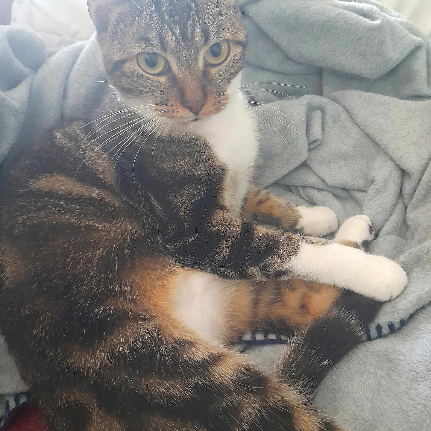 Mimine a rejoint le concours — aidez-le/la à gagner de superbes lots ! abyssinian, animal, blanket, cat, chair, couch, cushion, face, furniture, head, homedecor, kitten, linen, manx, person, pet, photography, portrait, quilt, sleeping