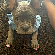 Nunu Frazier is registered to the contest to win money with this photo: dog, puppy, blue_dress, pink_nails, carpet, indoor, close_up, pet, cute, ears, brown_fur, animal, nails, texture, floor, front_paws, looking_up, small_dog, domestic_animal, adorable