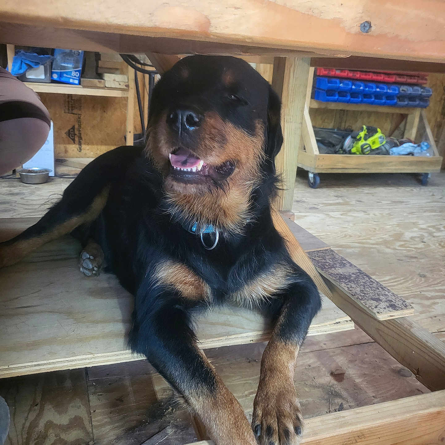 Stormy is registered to the contest to win money with this photo: animal, bench, black, brown, canine, carpentry, collar, construction, dog, floor, indoor, paw, pet, relaxed, rottweiler, smiling, toolbox, tools, wood, workshop