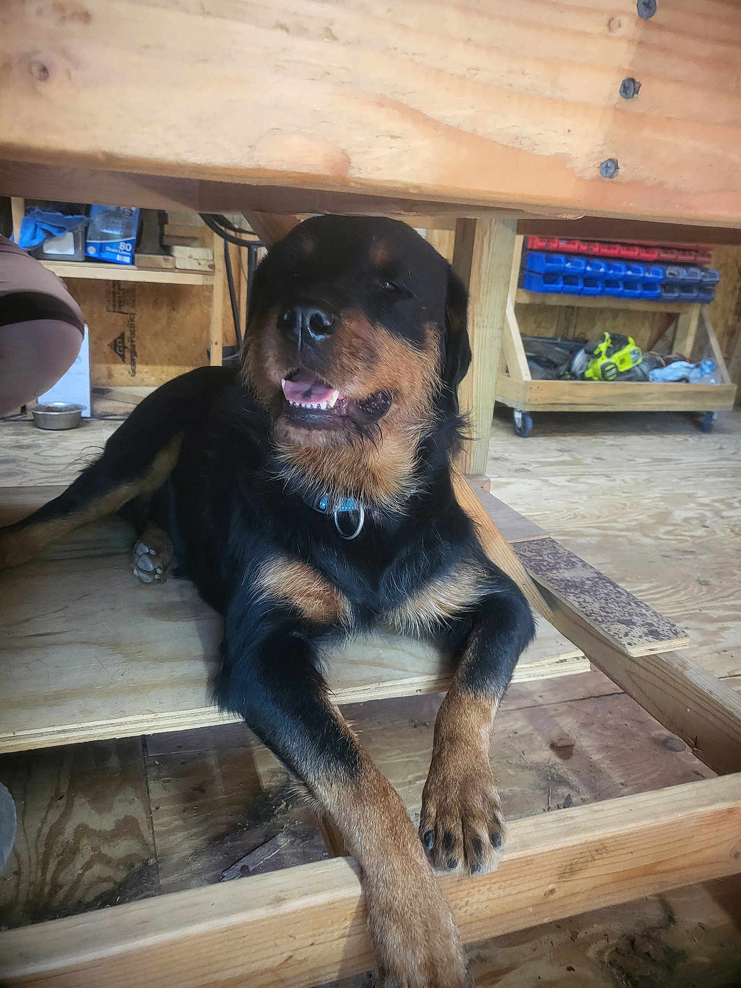 Stormy is registered to the contest to win money with this photo: rottweiler, dog, animal, pet, workshop, wood, bench, floor, toolbox, tools, relaxed, smiling, indoor, paw, collar, black, brown, canine, carpentry, construction