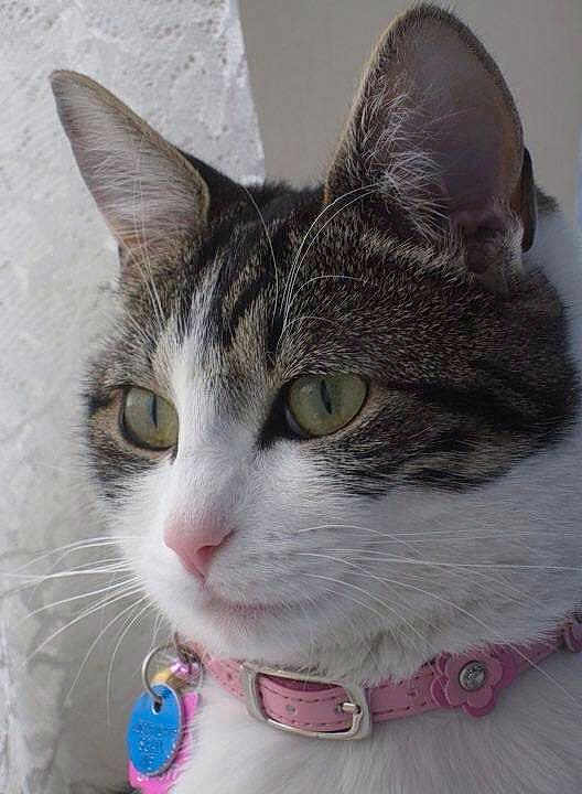 Laila