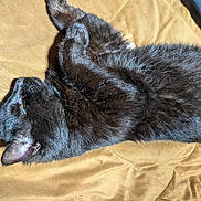Black Jack is registered to the contest to win money with this photo: animal, black_cat, blanket, cat, closeup, cozy, cute, ear, feline, fur, indoor, paw, pet, relaxed, resting, sleeping, soft, sunlight, whiskers, yellow