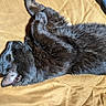 animal, black_cat, blanket, cat, closeup, cozy, cute, ear, feline, fur, indoor, paw, pet, relaxed, resting, sleeping, soft, sunlight, whiskers, yellow