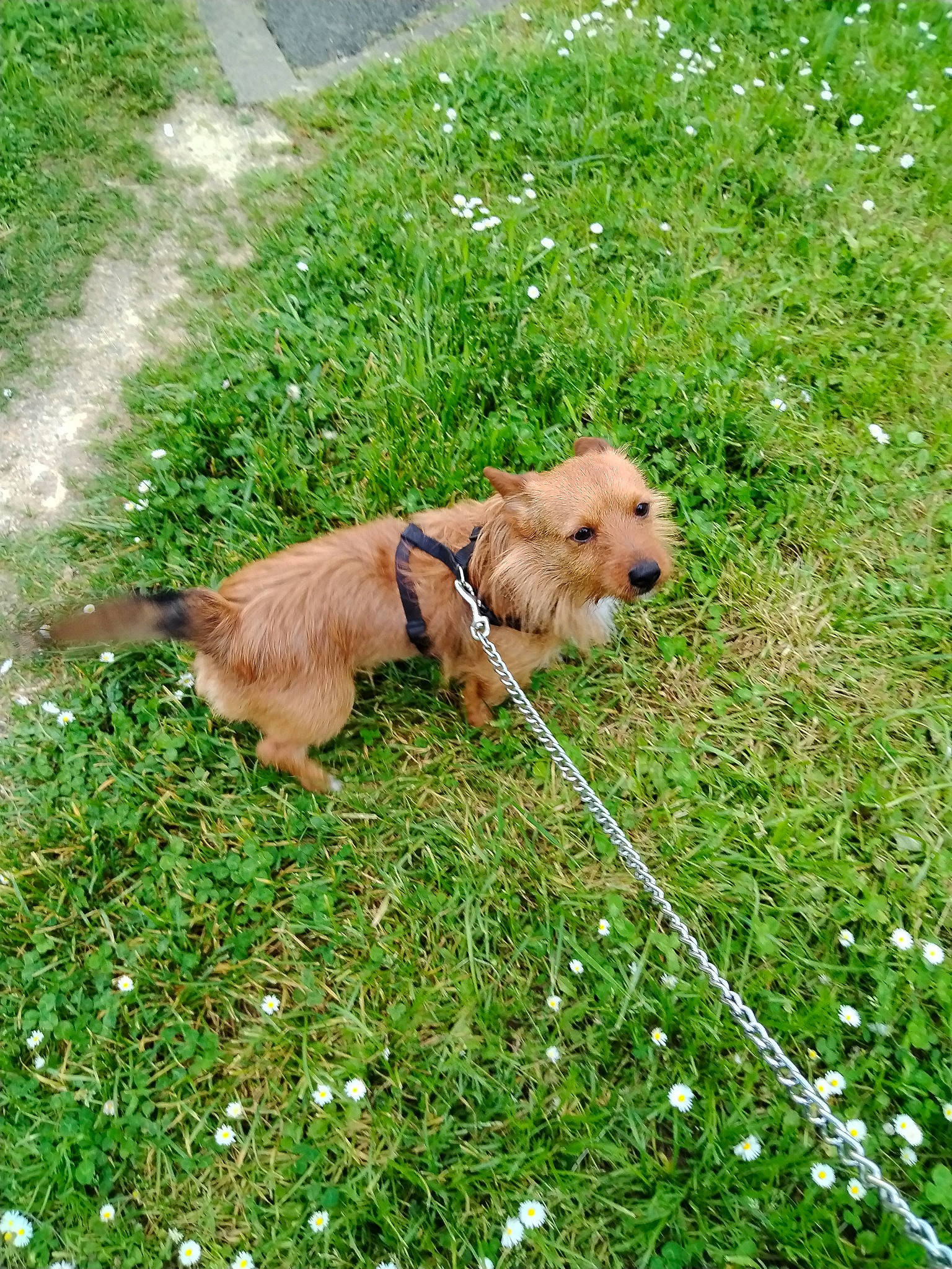 Sanka a rejoint le concours — aidez-le/la à gagner de superbes lots ! carnivore, collar, companion_dog, dog, dog_breed, dog_collar, flower, garden, garden_hose, grass, groundcover, lawn, leash, pet_supply, plant, sporting_group, terrier, working_animal, yard