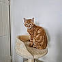 abyssinian, angora, animal, armchair, cat, chair, cushion, den, egyptiancat, furniture, hardwood, homedecor, indoors, kitten, manx, pet, wood