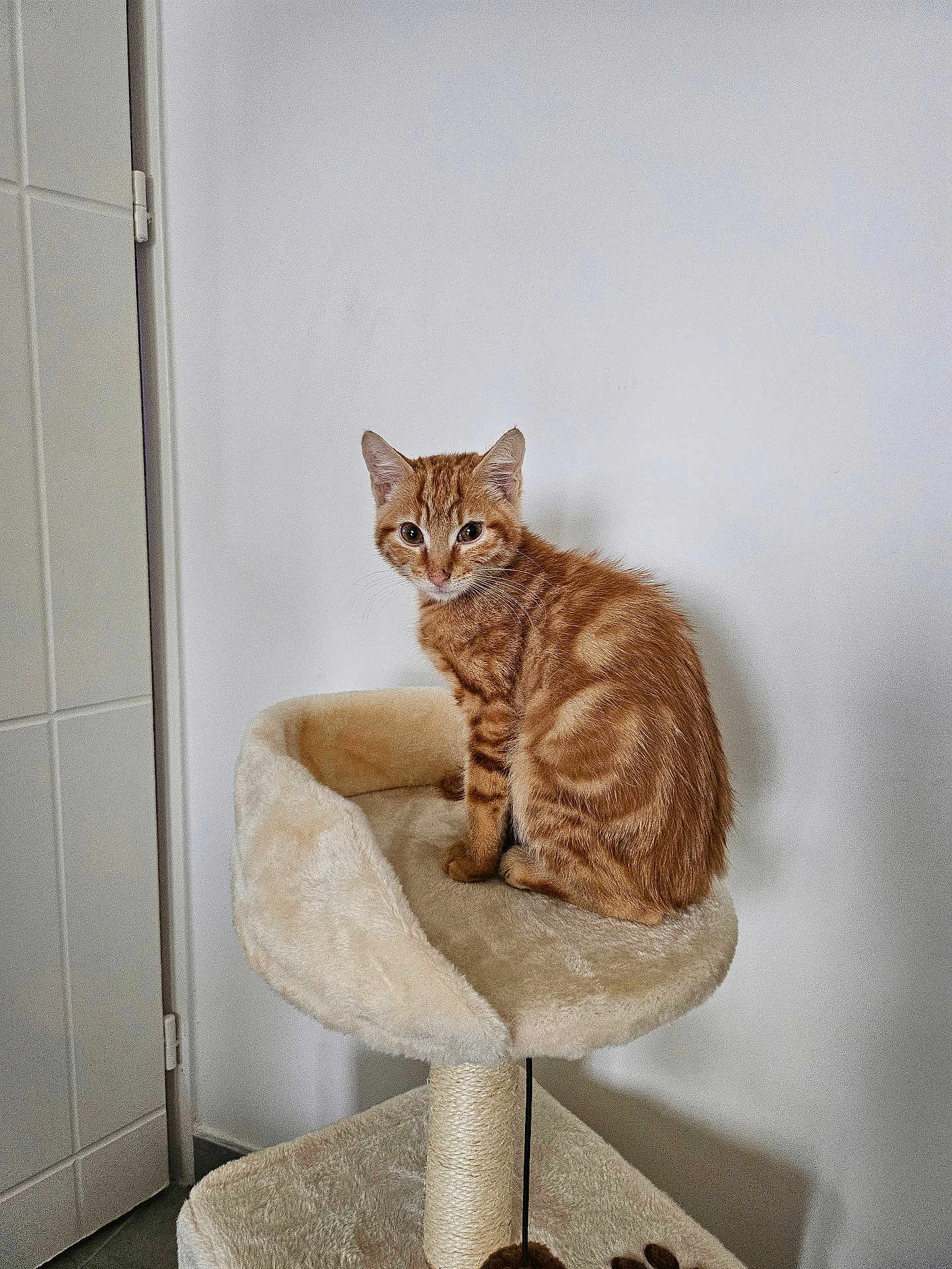 Simba