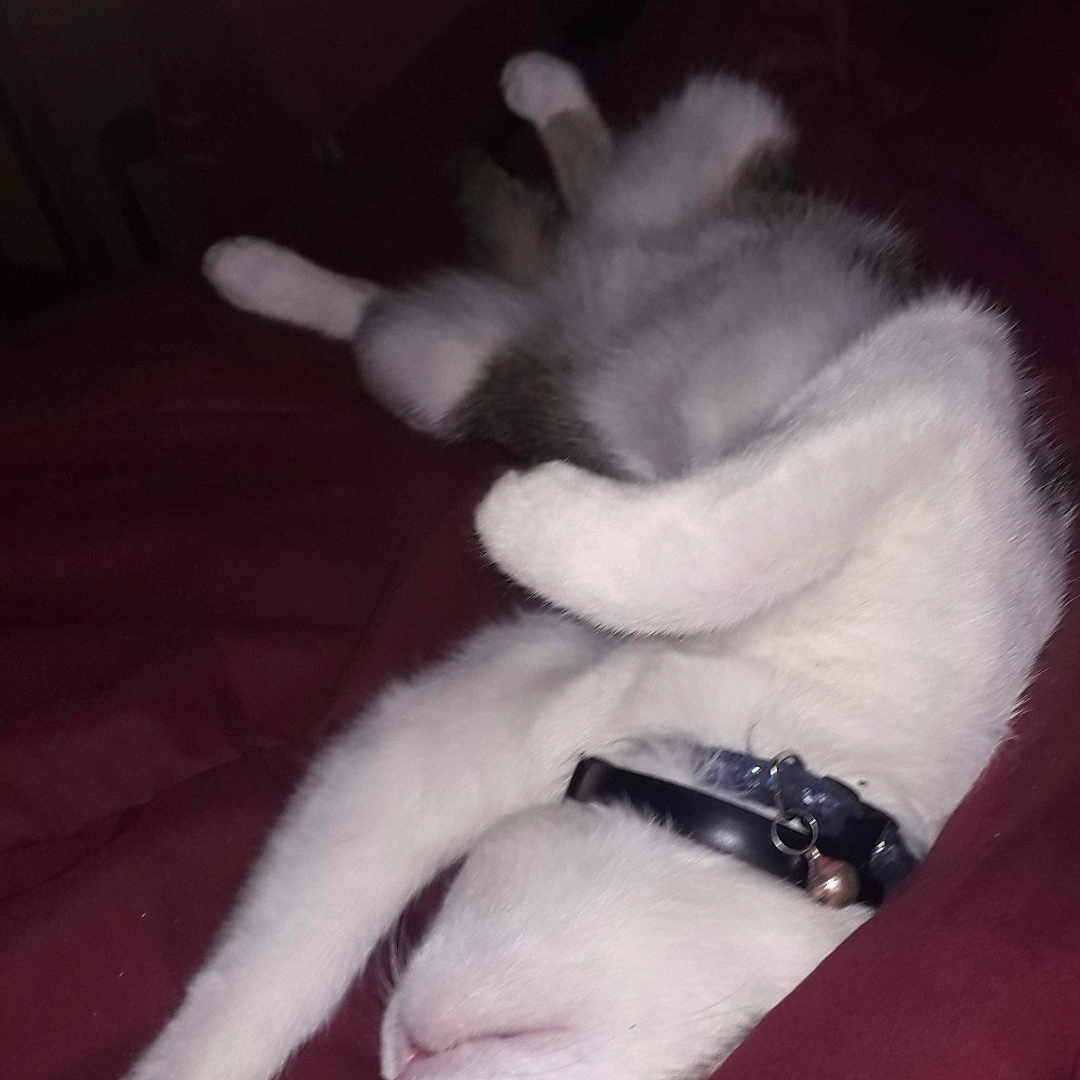 Olaf a rejoint le concours — aidez-le/la à gagner de superbes lots ! accessories, animal, bed, bedroom, canine, cat, couch, cushion, dog, electronics, furniture, indoors, kitten, person, pet, phone, puppy, room, sleeping, strap