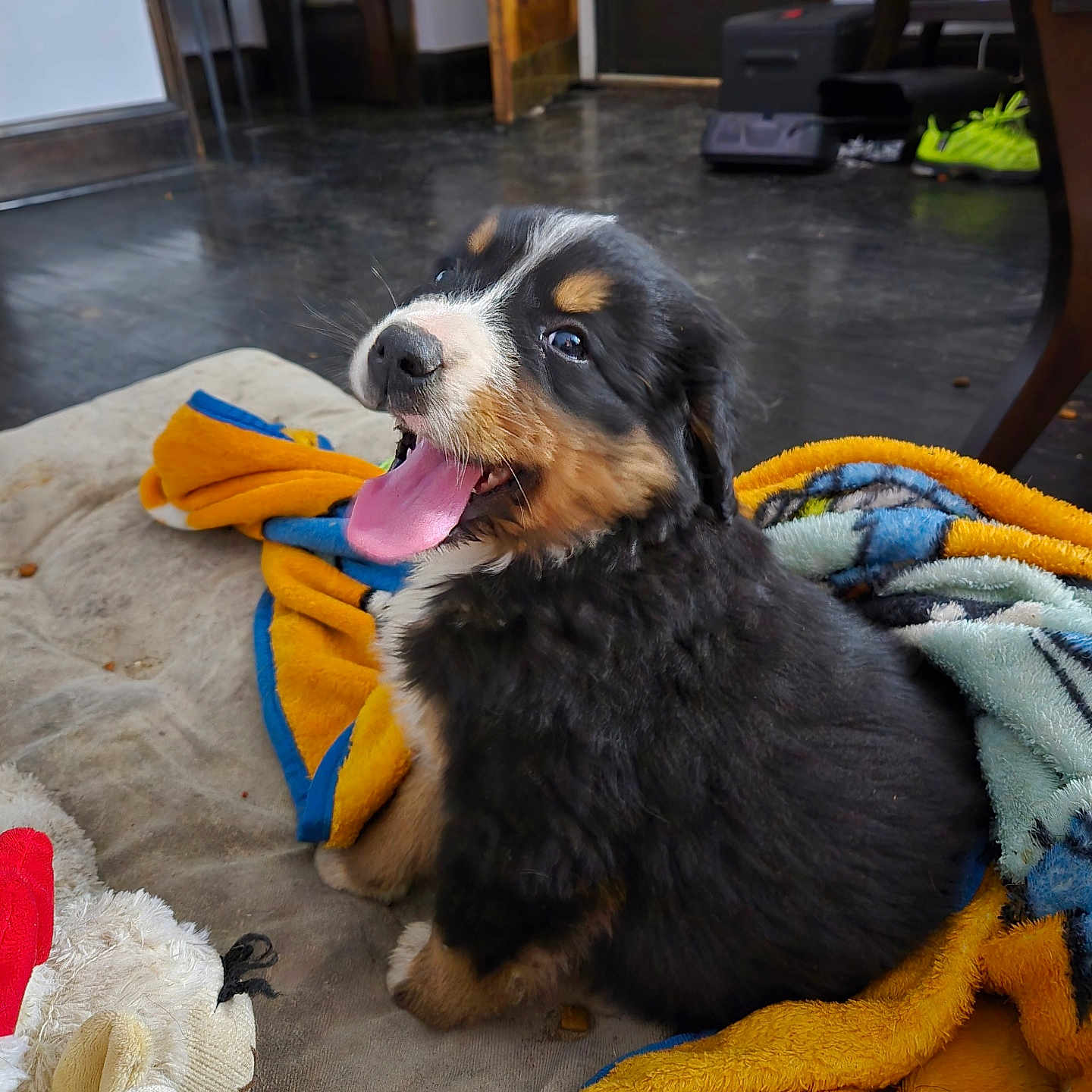 Butterfinger is registered to the contest to win money with this photo: animal, ball, blanket, canine, clothing, couch, dog, football, footwear, furniture, hound, pet, puppy, shoe, soccer, soccerball, sport, tennis, tennisball, wood