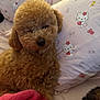 dog, poodle, brown, fluffy, bed, pillow, hello_kitty, pink_blanket, cute, cozy, indoor, pet, animal, sleepy, fur, resting, soft, comfort, closeup, portrait