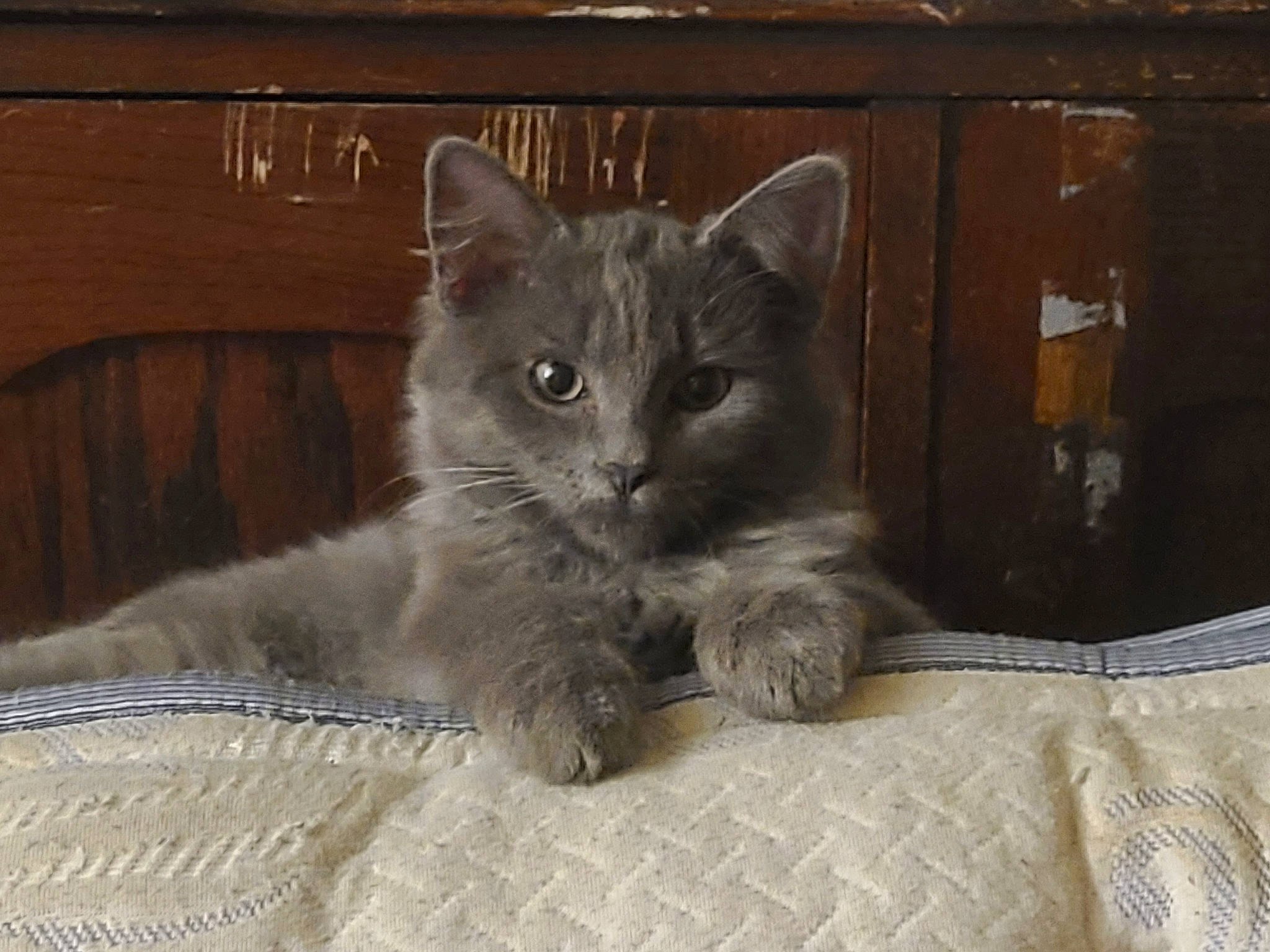 Pumpkin joined the competition — help win amazing prizes! carnivore, cat, cat_supply, comfort, domestic_short_haired_cat, fawn, felidae, fur, grey, paw, small_to_medium_sized_cats, snout, tail, terrestrial_animal, whiskers, wood