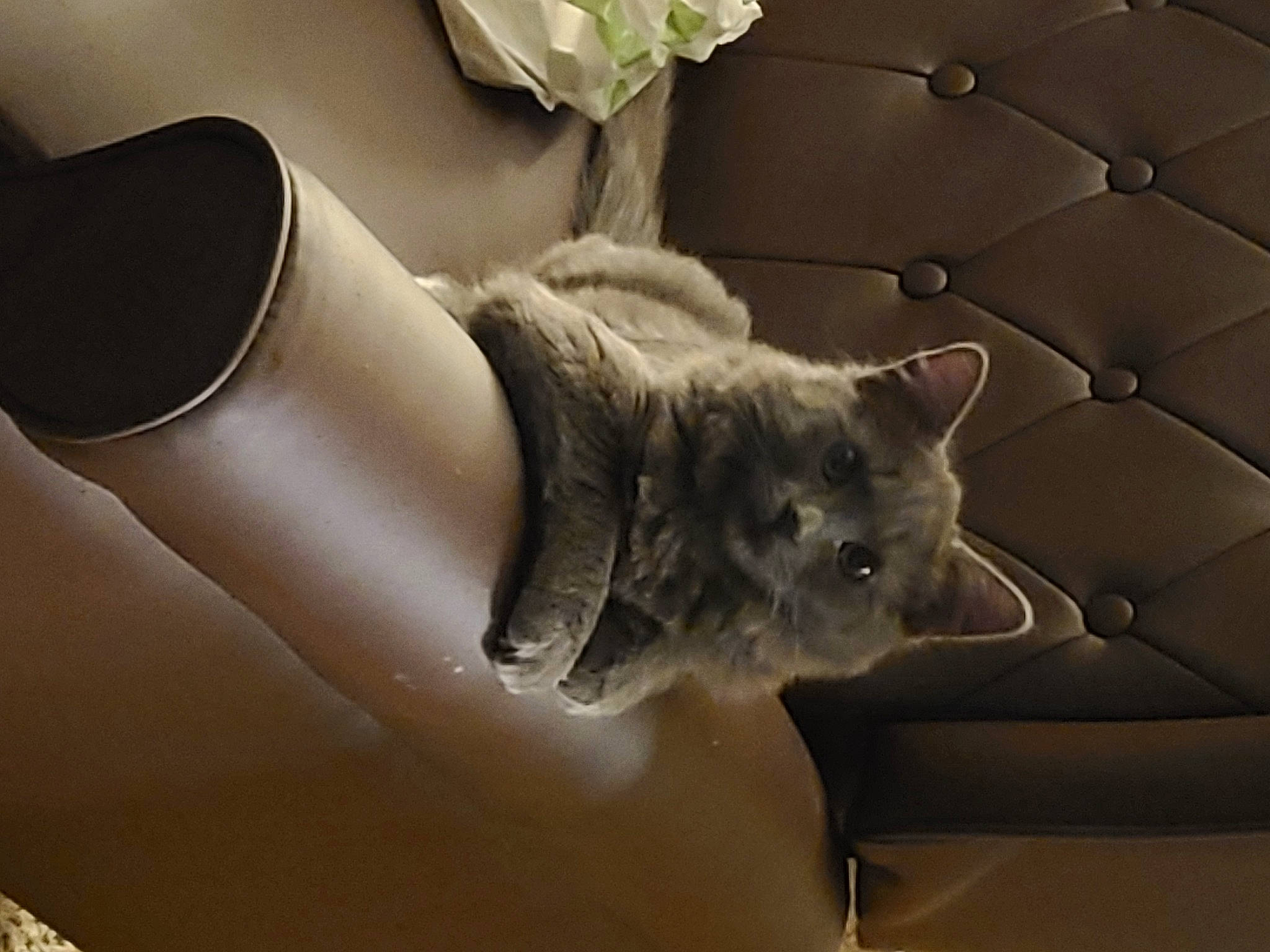 Pumpkin is registered to the contest to win money with this photo: carnivore, cat, claw, comfort, domestic_short_haired_cat, felidae, fur, glove, grey, human_leg, leg, metal, monochrome_photography, paw, room, sitting, small_to_medium_sized_cats, tail, whiskers, window