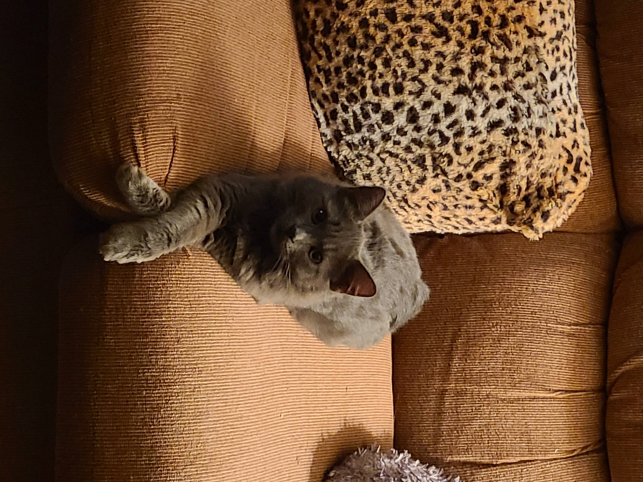 Pumpkin joined the competition — help win amazing prizes! carnivore, cat, comfort, darkness, domestic_short_haired_cat, fawn, felidae, fur, grey, linens, pattern, room, small_to_medium_sized_cats, tail, terrestrial_animal, tints_and_shades, tree, whiskers, wildlife, wood