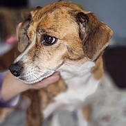 Gypsy Rose is registered to the contest to win money with this photo: dog, close_up, brown, white, pet, animal, face, fur, ears, nose, eyes, portrait, indoor, hand, blurred_background, looking_sideways, companion, cute, domestic, mammal