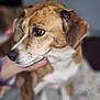 dog, close_up, brown, white, pet, animal, face, fur, ears, nose, eyes, portrait, indoor, hand, blurred_background, looking_sideways, companion, cute, domestic, mammal