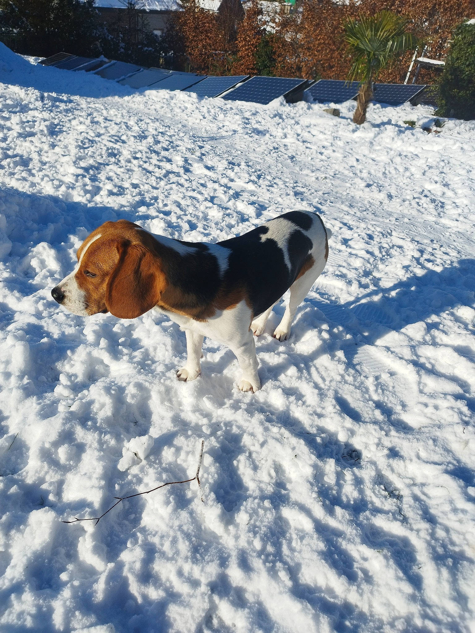 Kumo participe au concours pour gagner de l'argent avec cette photo : basset_hound, carnivore, collar, companion_dog, dog, dog_breed, fawn, freezing, hound, landscape, pet_supply, plant, scent_hound, snow, sporting_group, tail, tree, winter, working_animal, working_dog