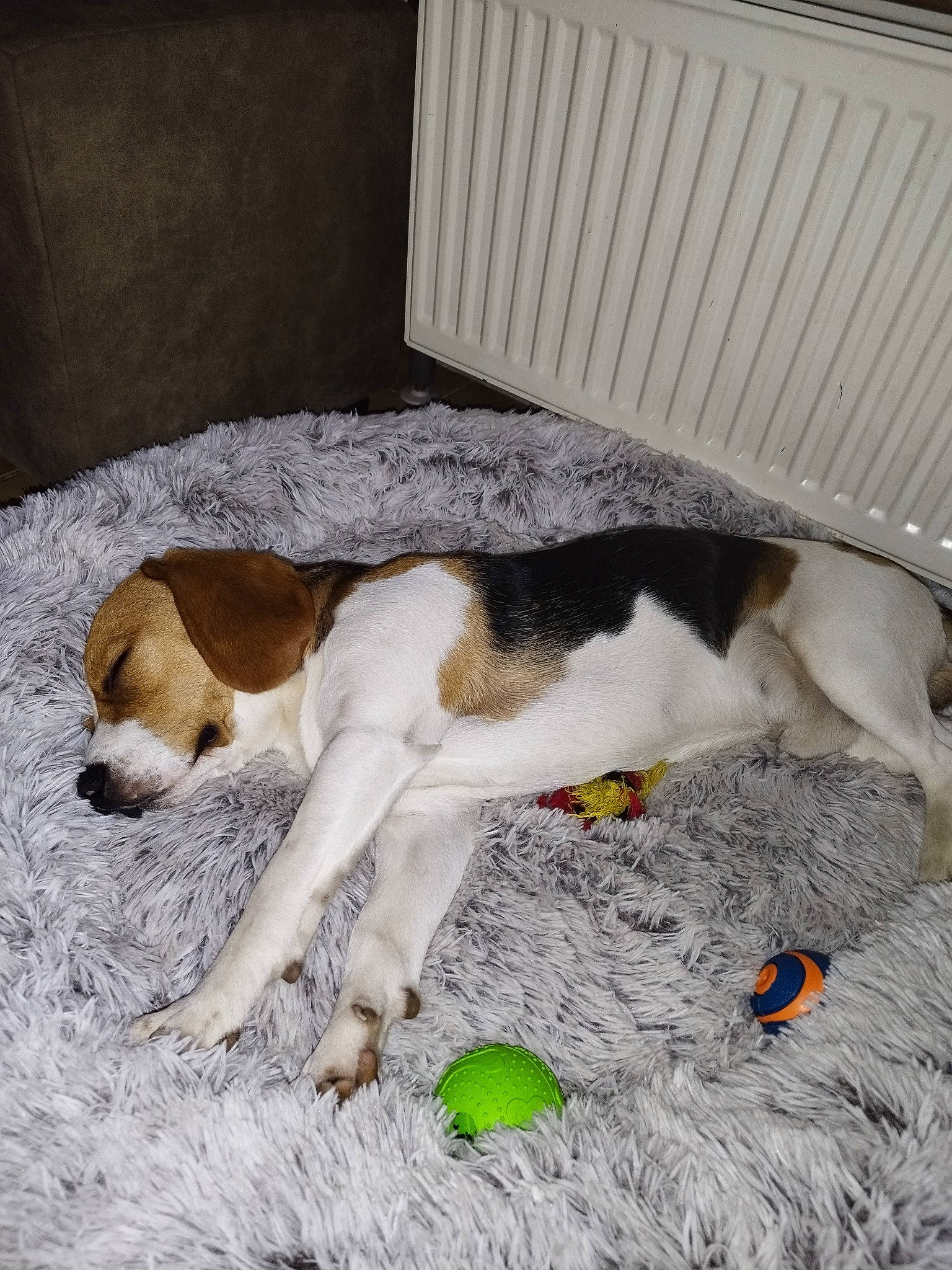 Kumo a rejoint le concours — aidez-le/la à gagner de superbes lots ! beagle, canidae, carnivore, comfort, companion_dog, dog, dog_breed, dog_toy, fawn, flooring, foot, fur, hound, paw, puppy, scent_hound, snout, sporting_group, street_dog, tail
