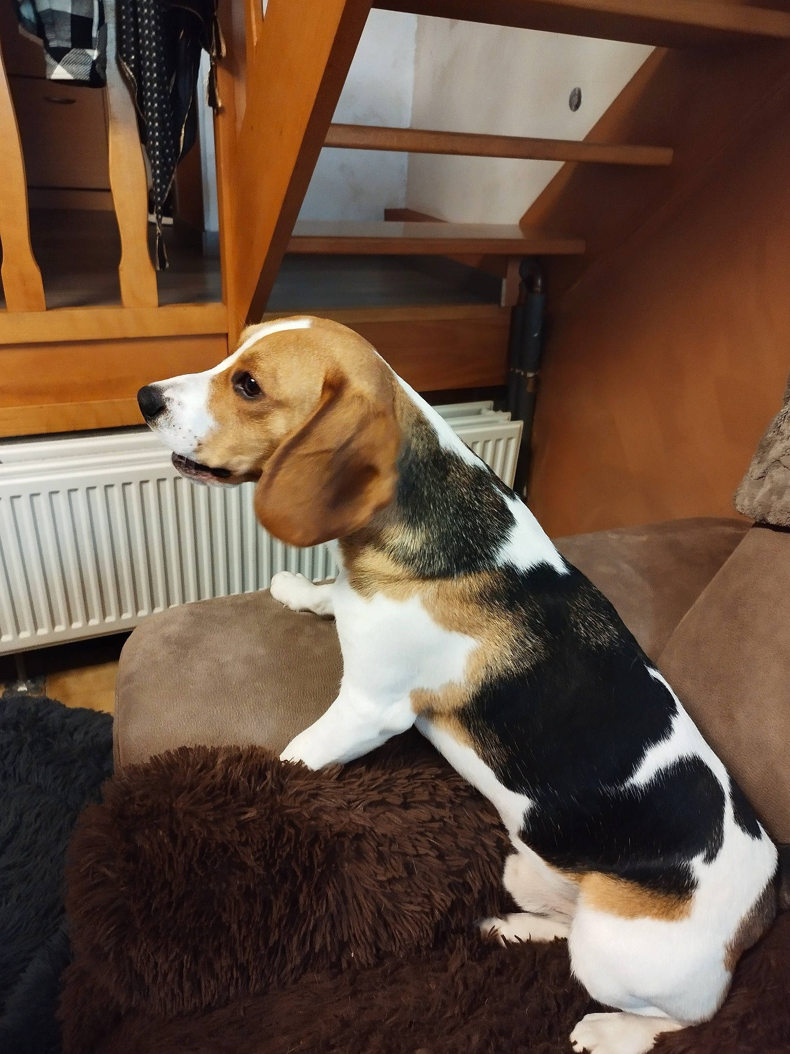 Kumo participe au concours pour gagner de l'argent avec cette photo : beagle, canidae, carnivore, chair, comfort, companion_dog, dog, dog_breed, flooring, fur, hardwood, hound, mammal, puppy, scent_hound, sporting_group, tail, terrestrial_animal, wood, working_animal