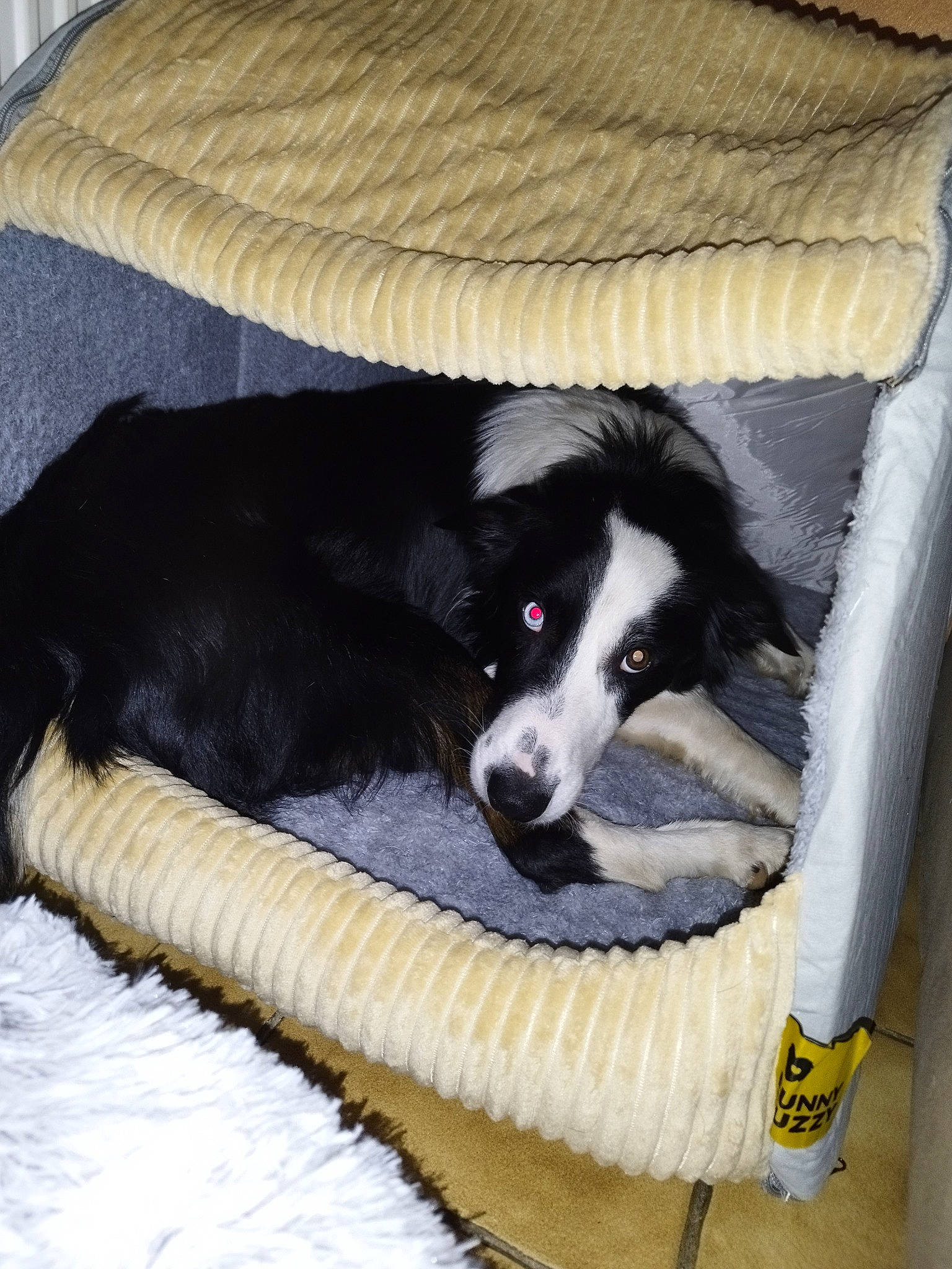 Shiro participe au concours pour gagner de l'argent avec cette photo : border_collie, canidae, carnivore, comfort, companion_dog, dog, dog_breed, dog_supply, fur, herding_dog, mammal, sporting_group, terrestrial_animal, vertebrate, working_animal, working_dog