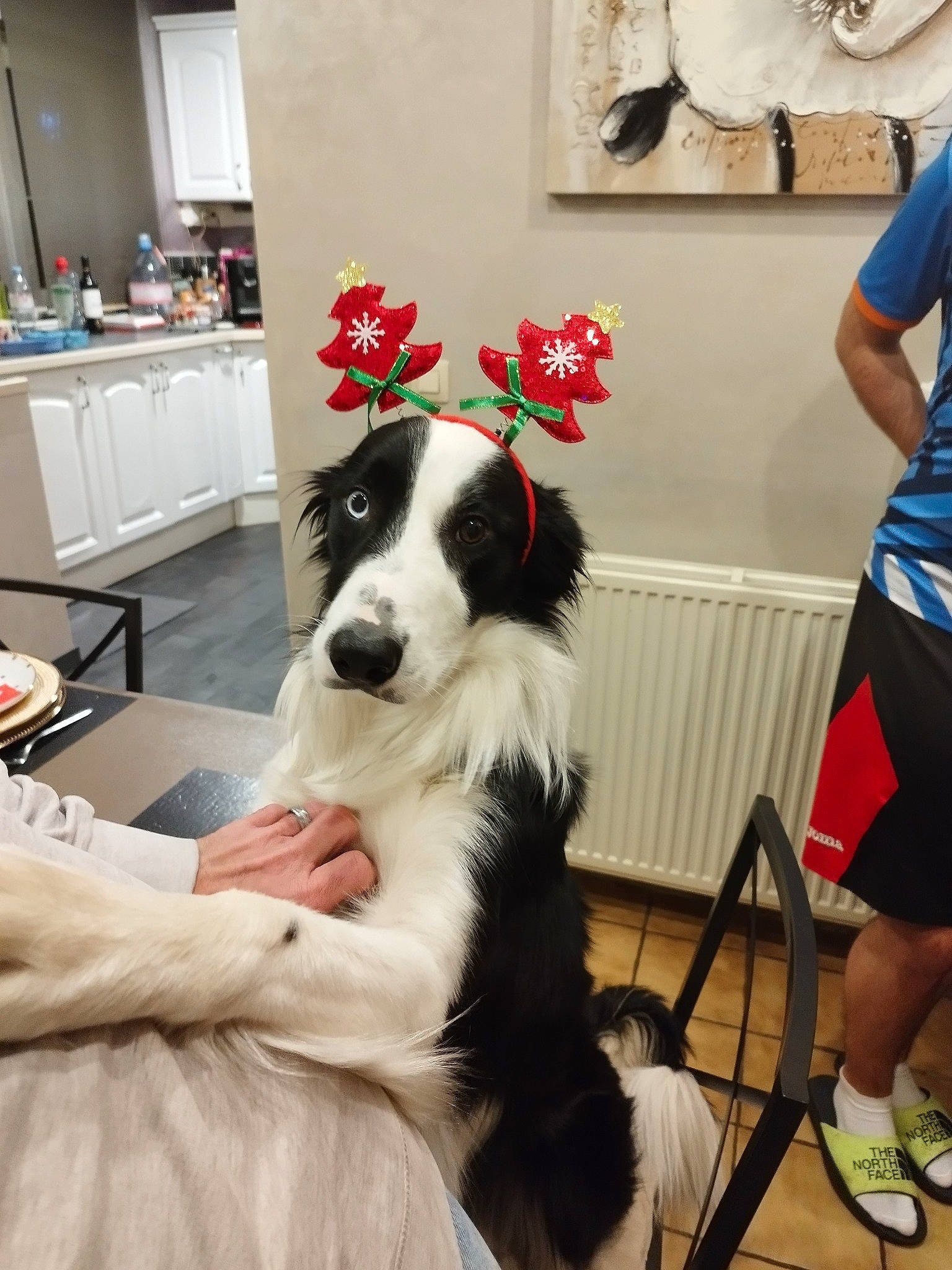 Shiro a rejoint le concours — aidez-le/la à gagner de superbes lots ! border_collie, cabinetry, canidae, carnivore, chair, companion_dog, countertop, dog, dog_breed, event, flower, fur, herding_dog, picture_frame, plant, shorts, sporting_group, t_shirt, table, tableware