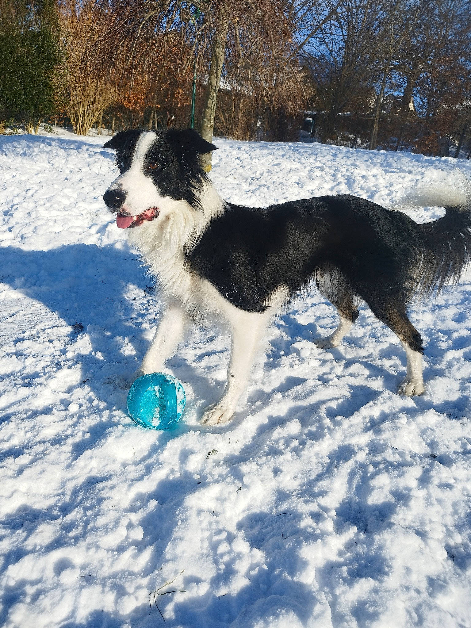 Shiro a rejoint le concours — aidez-le/la à gagner de superbes lots ! ball, border_collie, canidae, carnivore, companion_dog, dog, dog_breed, herding_dog, mcnab, plant, recreation, snow, sporting_group, tail, tree, winter, working_animal, working_dog