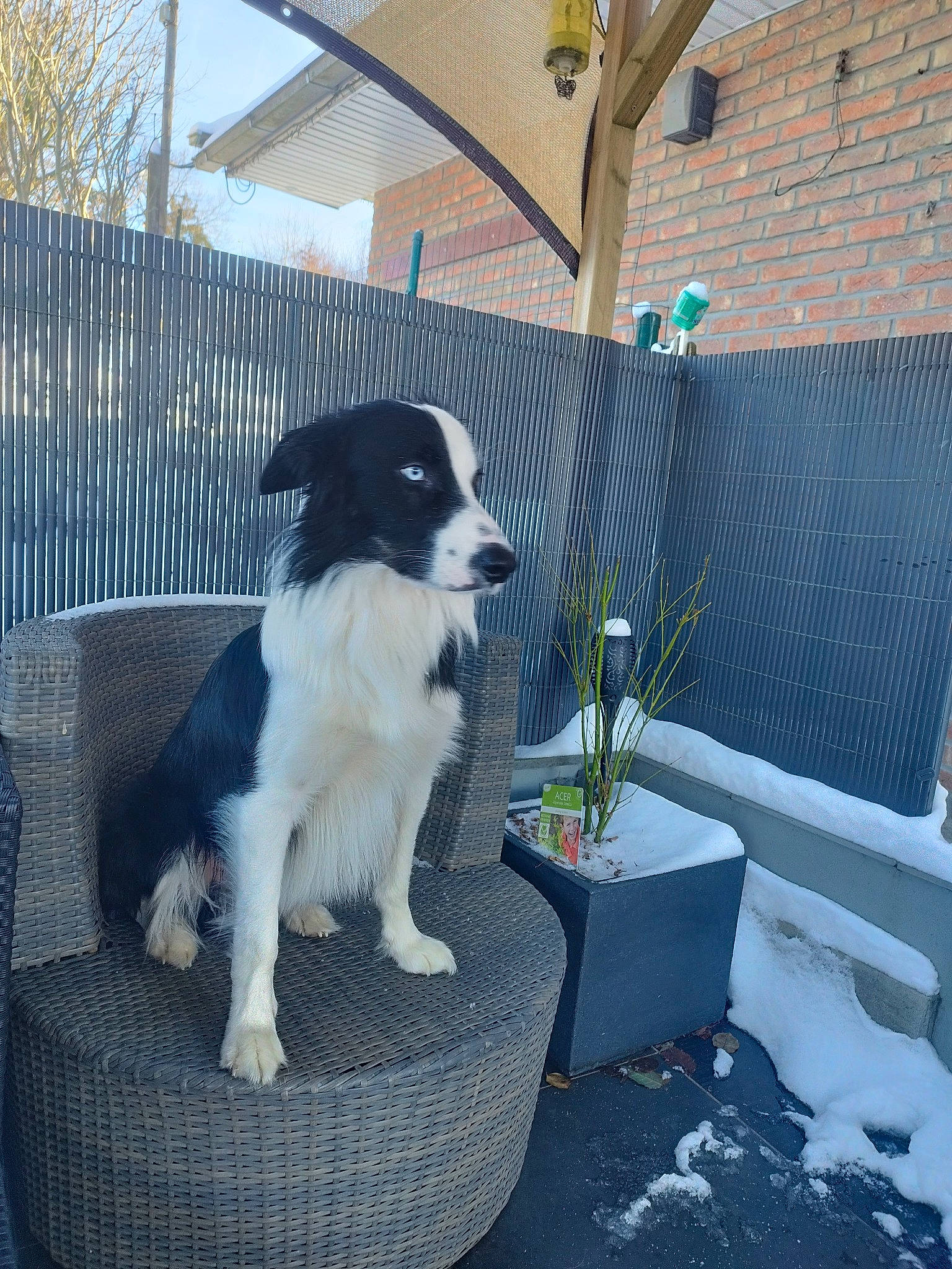 Shiro a rejoint le concours — aidez-le/la à gagner de superbes lots ! carnivore, chair, companion_dog, dog, dog_breed, dog_collar, flowerpot, fur, gun_dog, herding_dog, houseplant, landseer, plant, porch, sitting, sky, snout, table, tail, working_dog