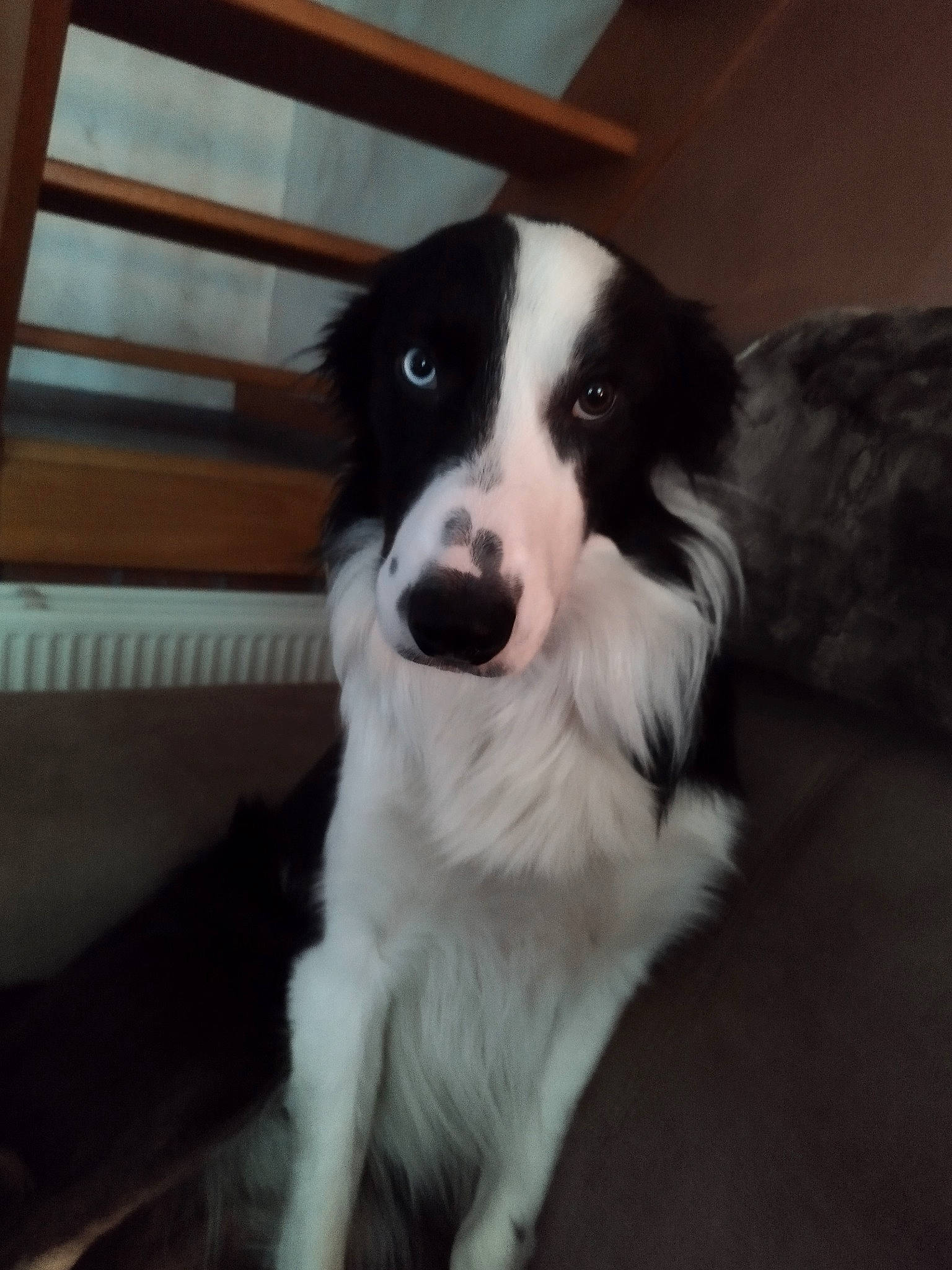 Shiro a rejoint le concours — aidez-le/la à gagner de superbes lots ! australian_collie, border_collie, canidae, carnivore, companion_dog, dog, dog_breed, fur, herding_dog, sporting_group, whiskers, working_animal, working_dog