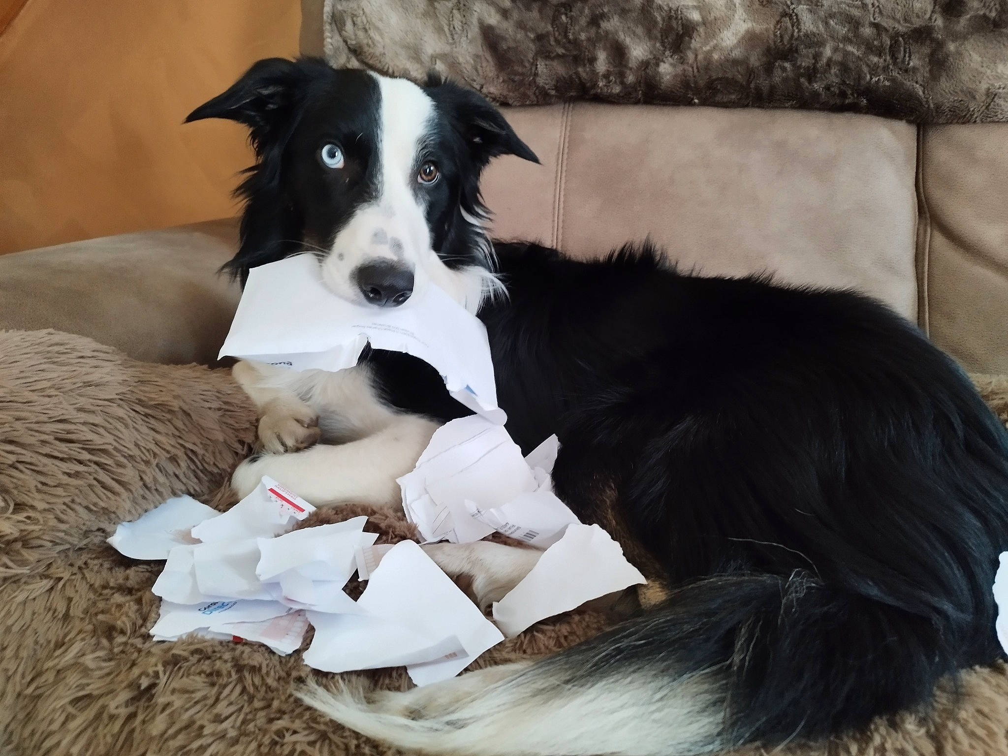 Shiro a rejoint le concours — aidez-le/la à gagner de superbes lots ! borador, canidae, carnivore, comfort, companion_dog, couch, dog, dog_breed, dog_supply, fur, mcnab, non_sporting_group, sleeper_chair, snout, sporting_group, terrestrial_animal, working_animal, working_dog