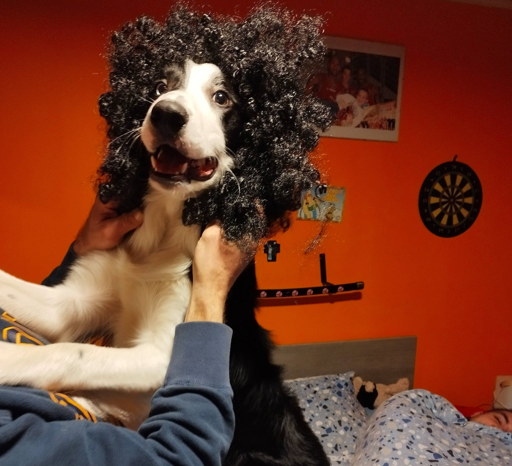 Shiro participe au concours pour gagner de l'argent avec cette photo : ancient_dog_breeds, canidae, carnivore, comfort, companion_dog, dartboard, dog, dog_breed, fawn, fun, fur, hairstyle, happy, picture_frame, sitting, sporting_group, thigh, toy_dog, visual_arts, working_dog