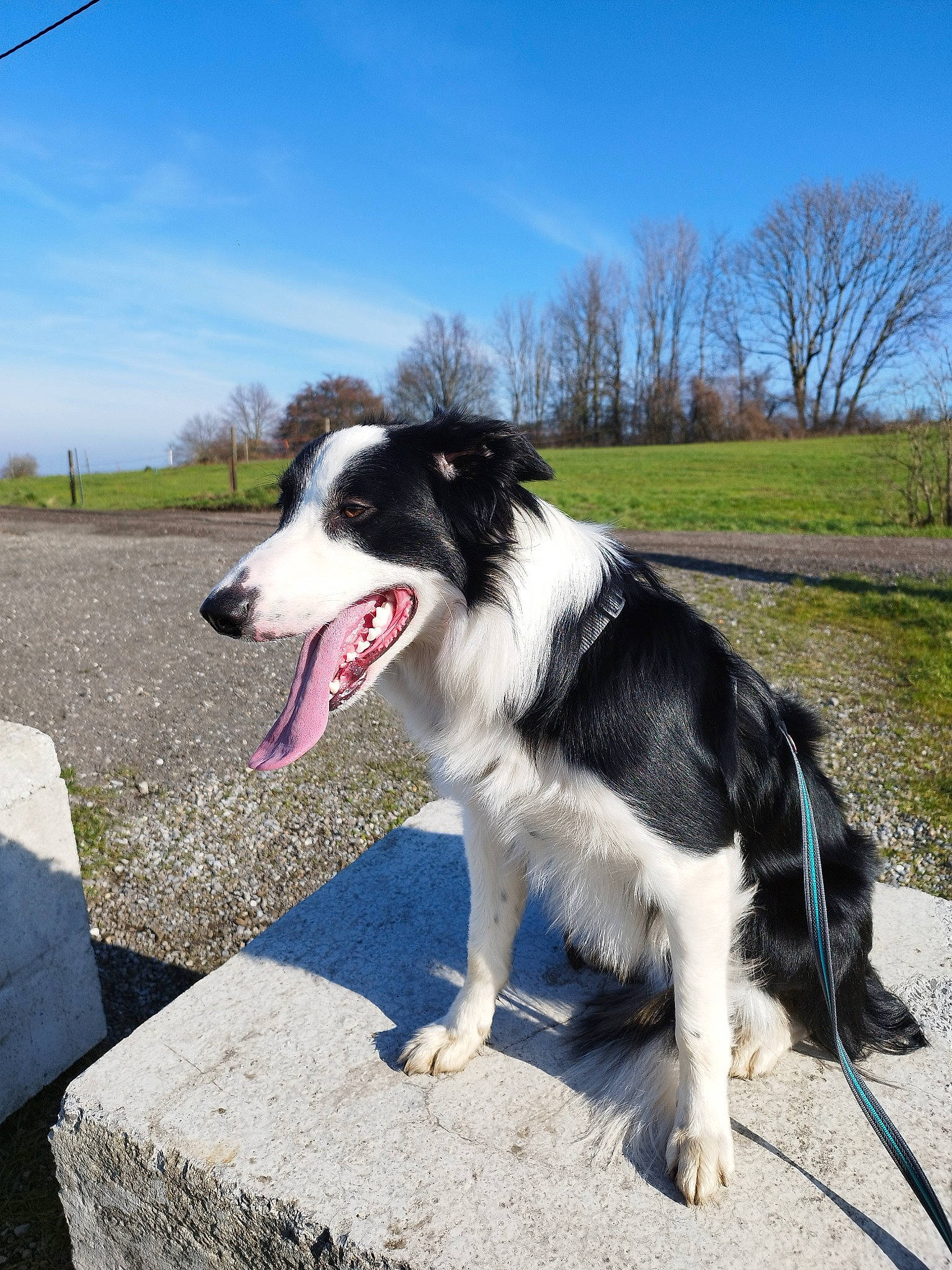 Shiro a rejoint le concours — aidez-le/la à gagner de superbes lots ! border_collie, canidae, carnivore, cloud, collar, companion_dog, dog, dog_breed, dog_collar, gun_dog, herding_dog, plant, sky, snout, sporting_group, tree, working_dog